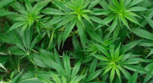 MZ: terapia z wykorzystaniem leczniczej marihuany jest możliwa