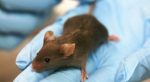 Japończycy odmłodzili myszy, niebawem testy na ludziach