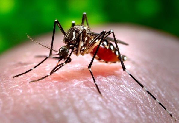 Ekspert: szczyt rozwoju komarów dopiero przed nami