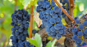 Naukowcy: składnik winogron powstrzymuje rakotwórcze białko, które jest w ponad połowie guzów