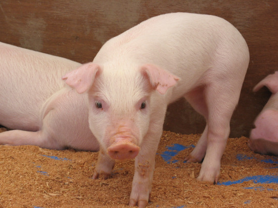 USA: wyhodowane w laboratorium płuca wszczepiono świniom