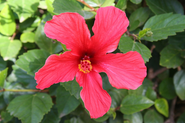 Uważa się, że herbata z hibiskusa jest doskonała dla wsparcia układu immunologicznego, ponieważ jest niezwykle bogata w kwas askorbinowy. Fot. Ninara/Flickr.com (CC BY 2.0) Na letnie pragnienie - napar z hibiskusa